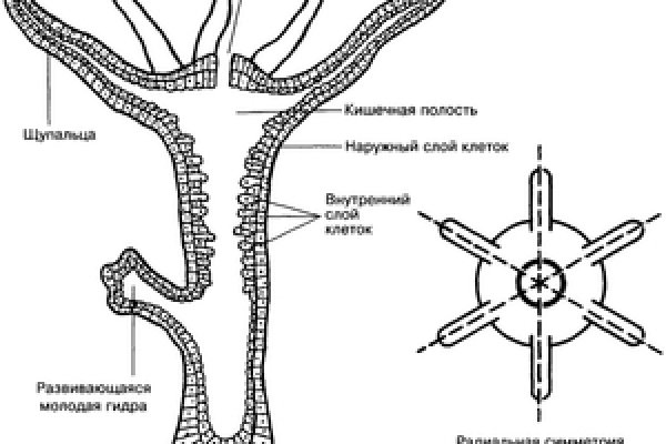 Kraken домен